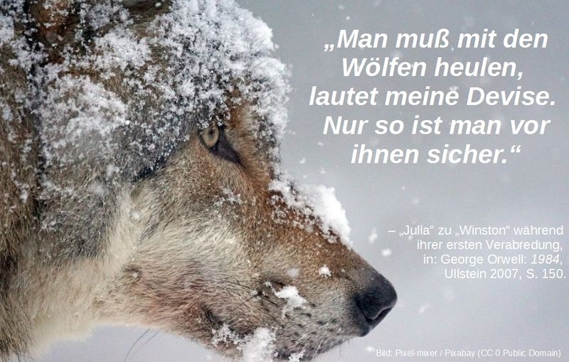 George Orwell hat in seinem Romanklassiker "1984" viele Sätze formuliert, die zitatfähig sind ein Wolf mit Schneeflocken und einem Zitat aus George Orwells Roman "1984" zum Thema "Mitläufer sein"